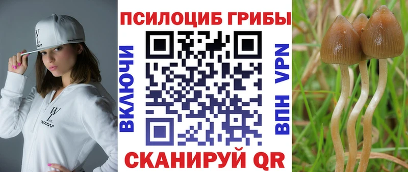 OMG вход  Горбатов  Галлюциногенные грибы Cubensis 